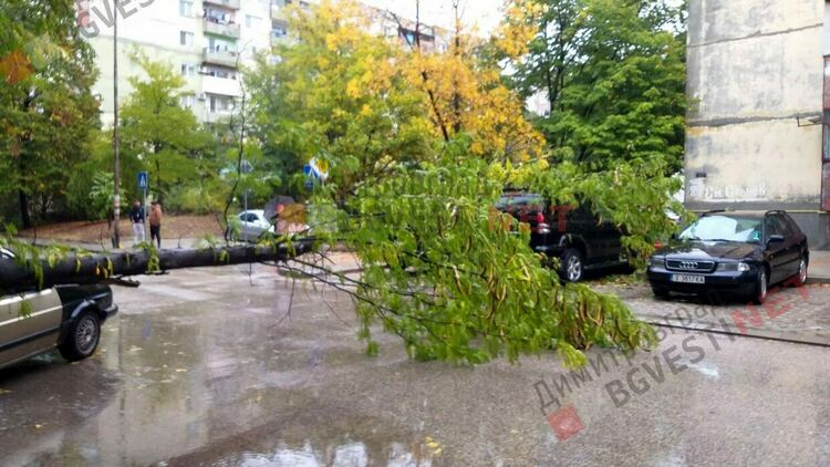 Дърво поломи 2 автомобила в Димитровград