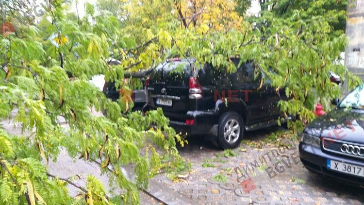 Дърво поломи 2 автомобила в Димитровград