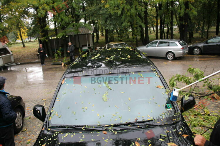 Дърво поломи 2 автомобила в Димитровград