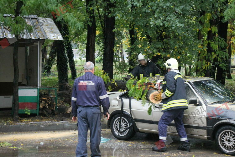 Дърво поломи 2 автомобила в Димитровград