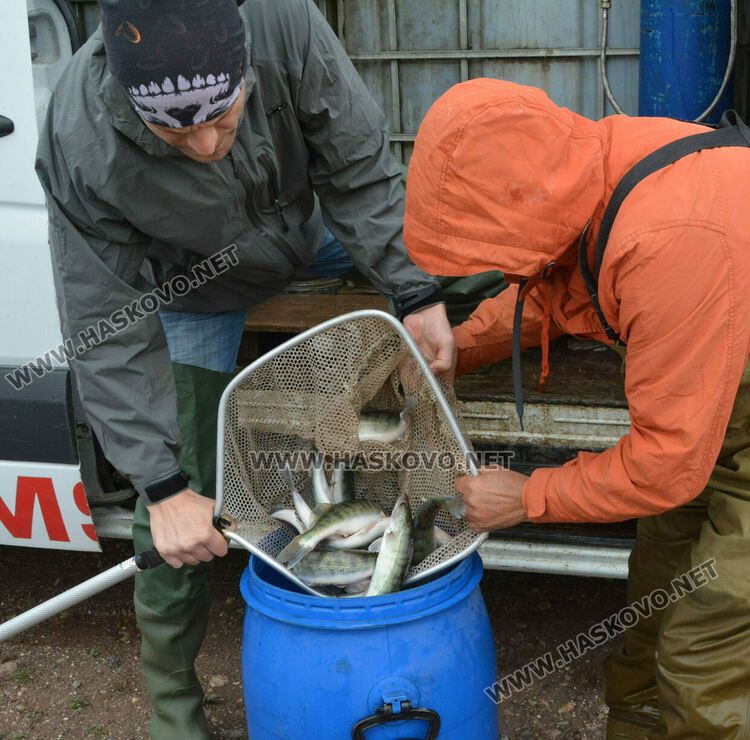 Зарибиха „Тракиец“ с амур, шаран, сом, толстолоб и бяла риба