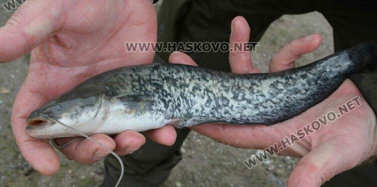 Зарибиха „Тракиец“ с амур, шаран, сом, толстолоб и бяла риба