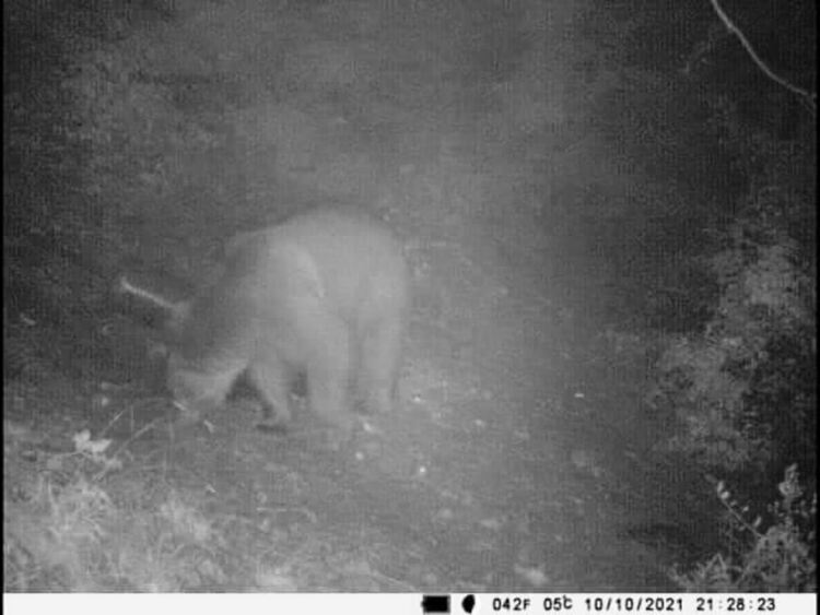 Мечка, заснета с камера, тормози жителите на Искра