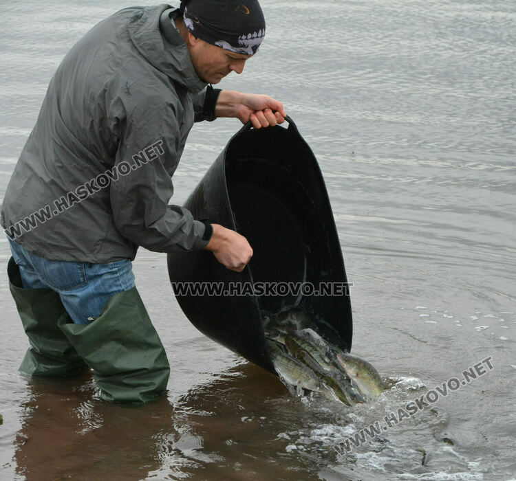 Зарибиха „Тракиец“ с амур, шаран, сом, толстолоб и бяла риба