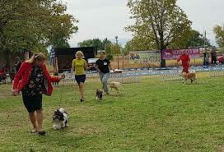 Почти 400 кучета са записани за участие в The dog show - Първомай 2021