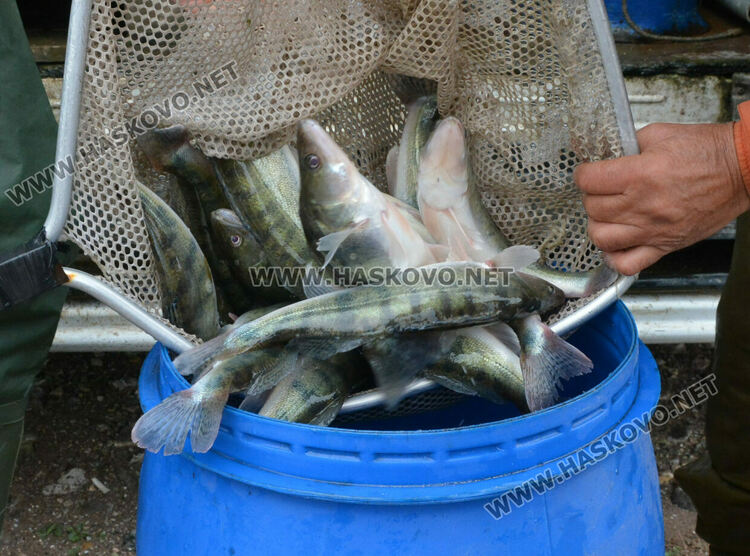 Зарибиха „Тракиец“ с амур, шаран, сом, толстолоб и бяла риба