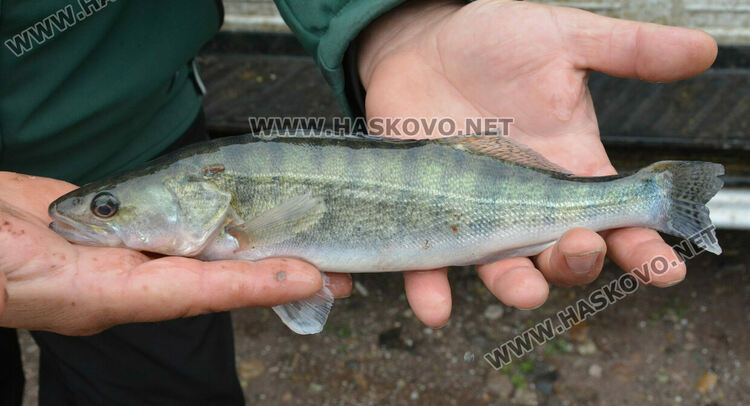 Зарибиха „Тракиец“ с амур, шаран, сом, толстолоб и бяла риба