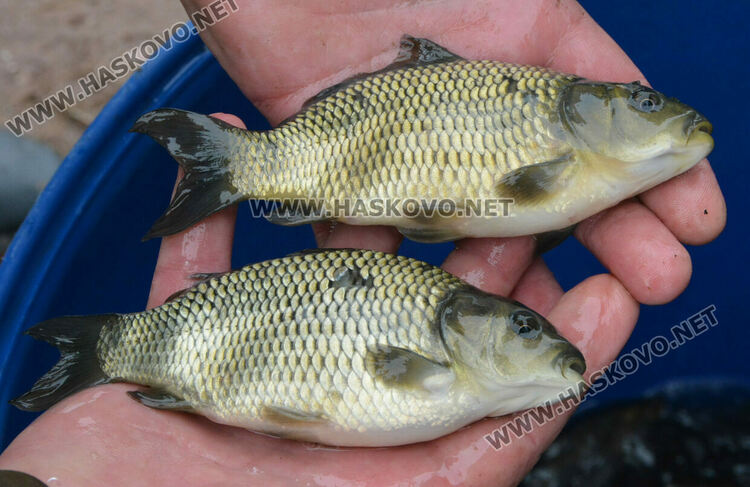 Зарибиха „Тракиец“ с амур, шаран, сом, толстолоб и бяла риба