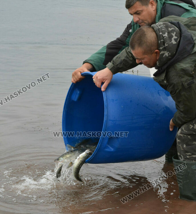 Зарибиха „Тракиец“ с амур, шаран, сом, толстолоб и бяла риба