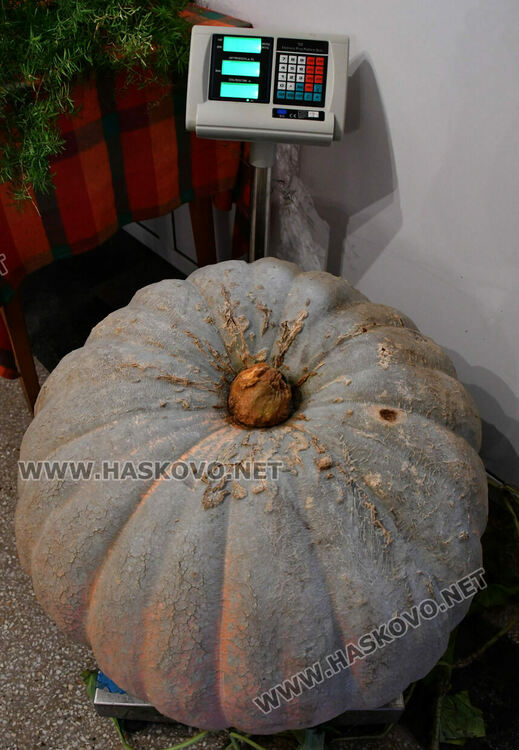 Мъж отгледа 60-килограмова тиква