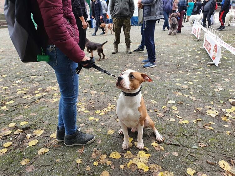 Въпреки дъжда The dog shou Първомай 2021 е факт