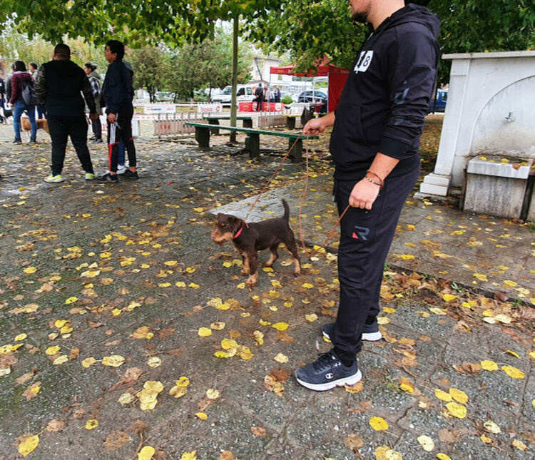 Въпреки дъжда The dog shou Първомай 2021 е факт