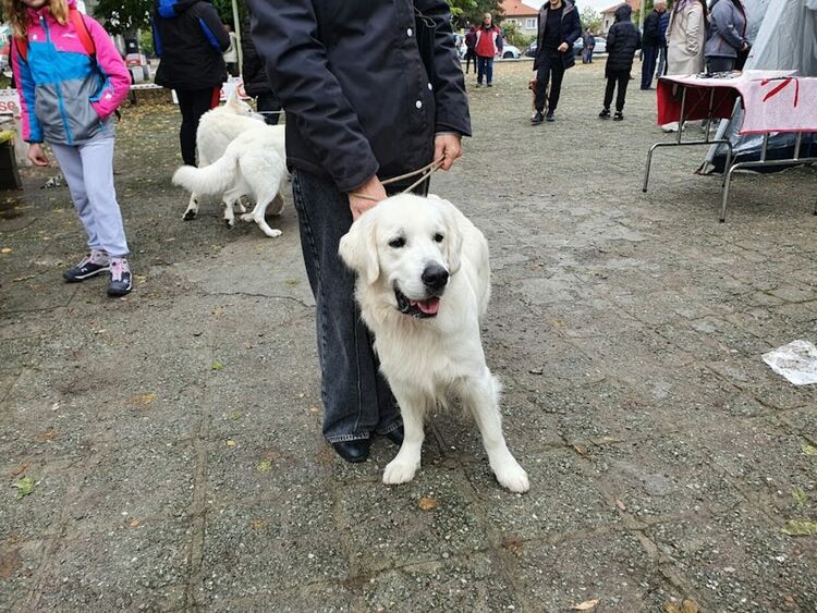 Въпреки дъжда The dog shou Първомай 2021 е факт