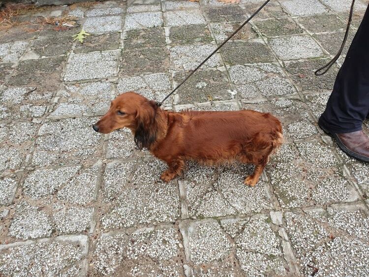 Въпреки дъжда The dog shou Първомай 2021 е факт