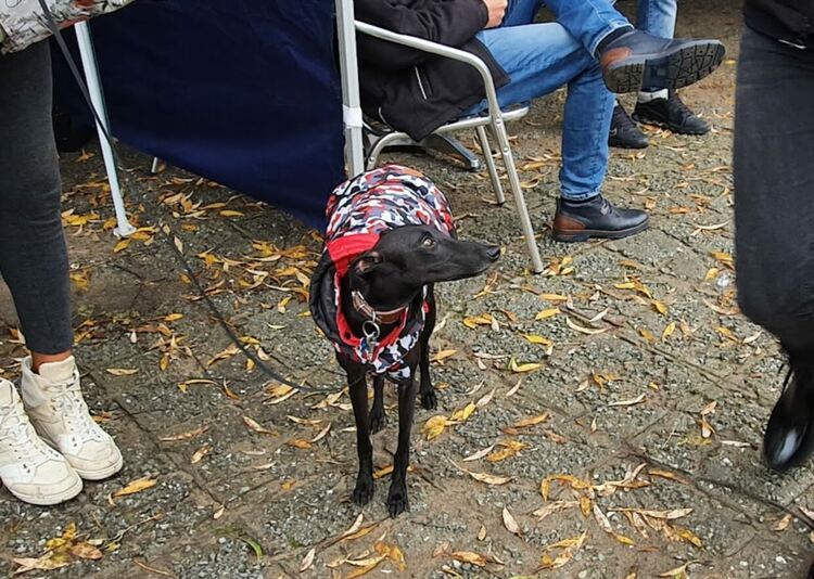 Въпреки дъжда The dog shou Първомай 2021 е факт