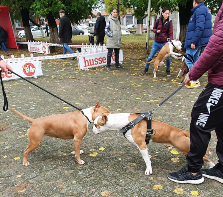 Въпреки дъжда The dog shou Първомай 2021 е факт