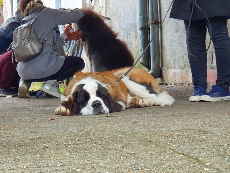 Въпреки дъжда The dog shou Първомай 2021 е факт