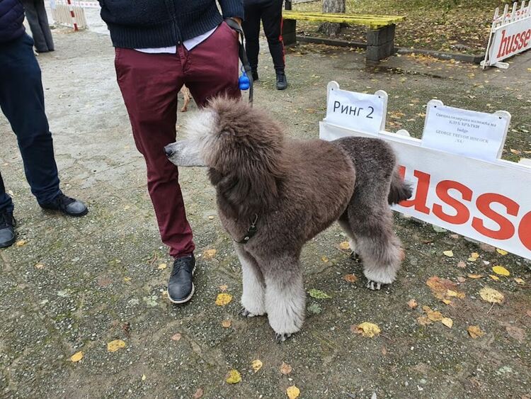 Въпреки дъжда The dog shou Първомай 2021 е факт