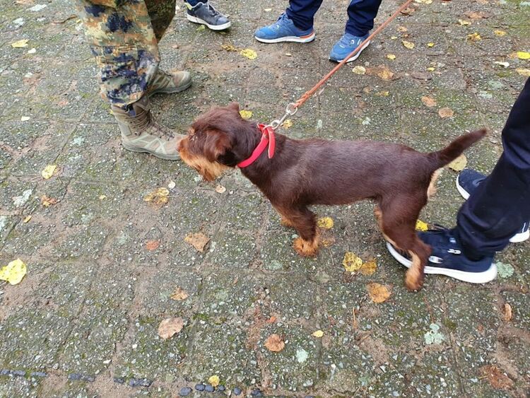 Въпреки дъжда The dog shou Първомай 2021 е факт