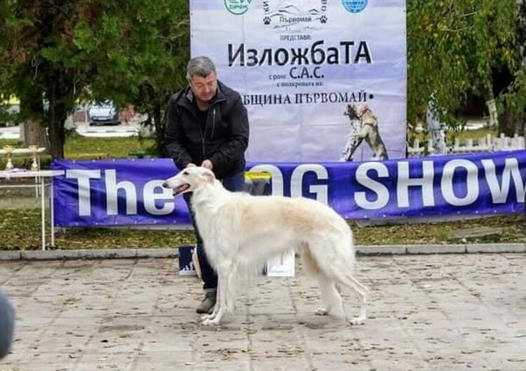 Избраха Иля, кучето на Гаро Папазян, за най-красивото на киноложката изложба