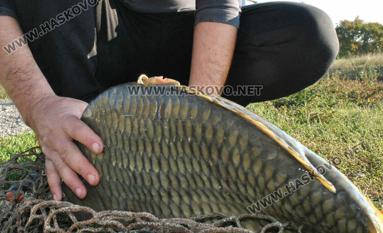 Пуснаха „златна рибка“ в язовир край Конуш