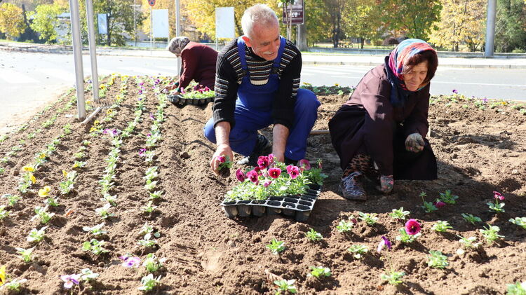 Над 2 000 броя разноцветни теменужки засаждат преди зимата в Ардино