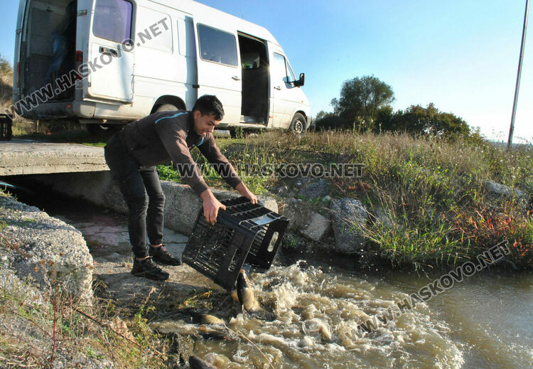 Пуснаха „златна рибка“ в язовир край Конуш