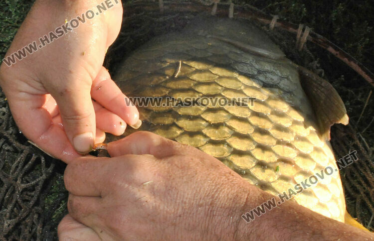 Пуснаха „златна рибка“ в язовир край Конуш