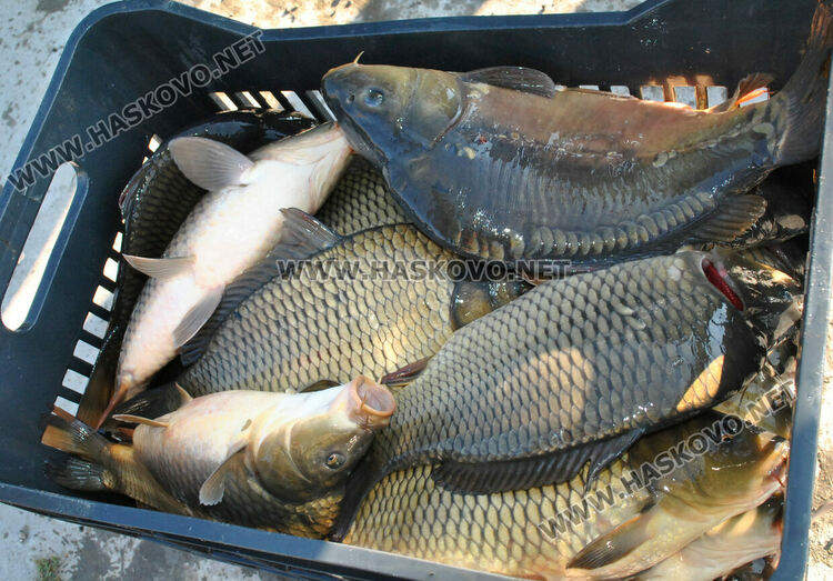 Пуснаха „златна рибка“ в язовир край Конуш