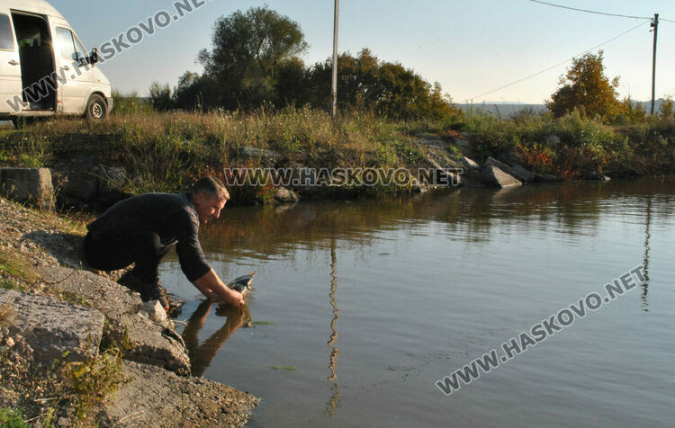Пуснаха „златна рибка“ в язовир край Конуш