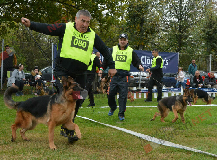 Над 100 овчарки взеха участие в международна киноложка изложба организирана в Димитровград