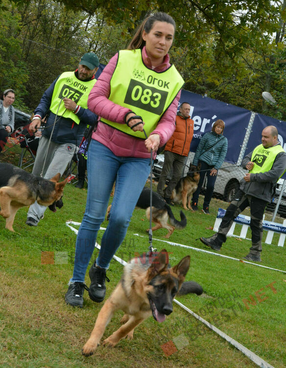 Над 100 овчарки взеха участие в международна киноложка изложба организирана в Димитровград