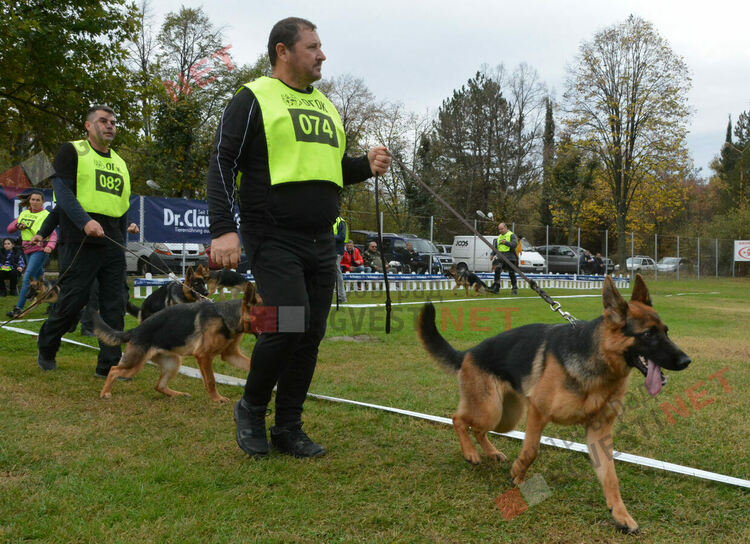 Над 100 овчарки взеха участие в международна киноложка изложба организирана в Димитровград
