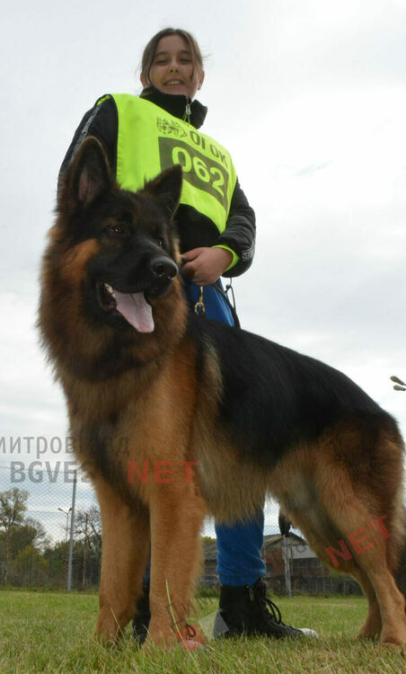 Над 100 овчарки взеха участие в международна киноложка изложба организирана в Димитровград