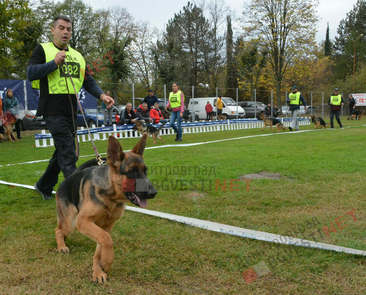 Над 100 овчарки взеха участие в международна киноложка изложба организирана в Димитровград