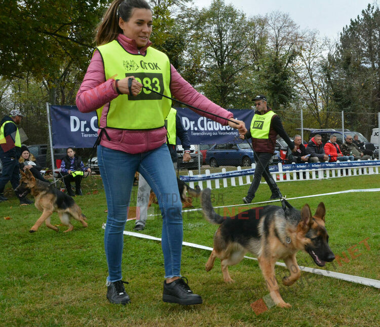 Над 100 овчарки взеха участие в международна киноложка изложба организирана в Димитровград