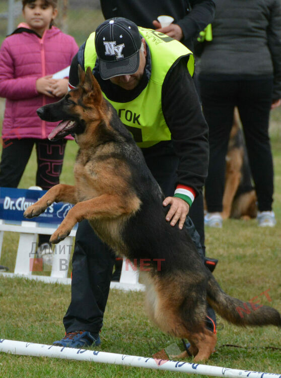 Над 100 овчарки взеха участие в международна киноложка изложба организирана в Димитровград