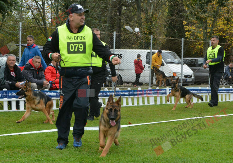 Над 100 овчарки взеха участие в международна киноложка изложба организирана в Димитровград