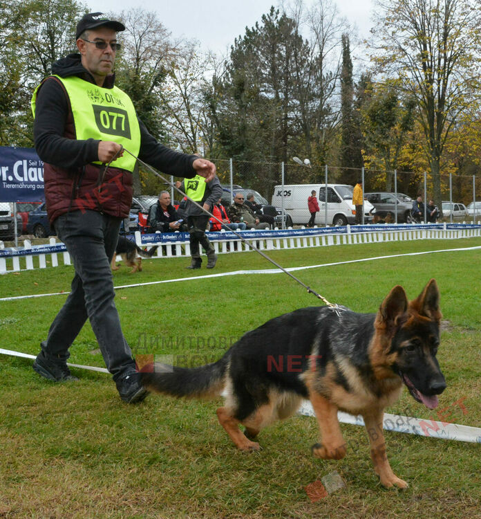Над 100 овчарки взеха участие в международна киноложка изложба организирана в Димитровград