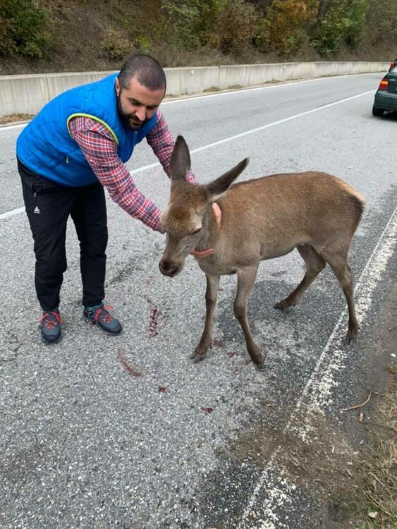 От мрежата! Спасиха малка кошута ударена от кола на пътя. Мила, намери спасението си в Хвойна