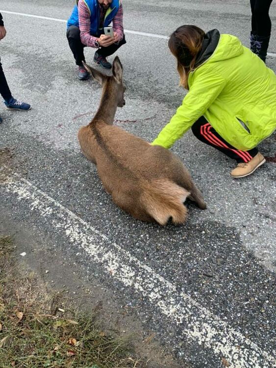 От мрежата! Спасиха малка кошута ударена от кола на пътя. Мила, намери спасението си в Хвойна