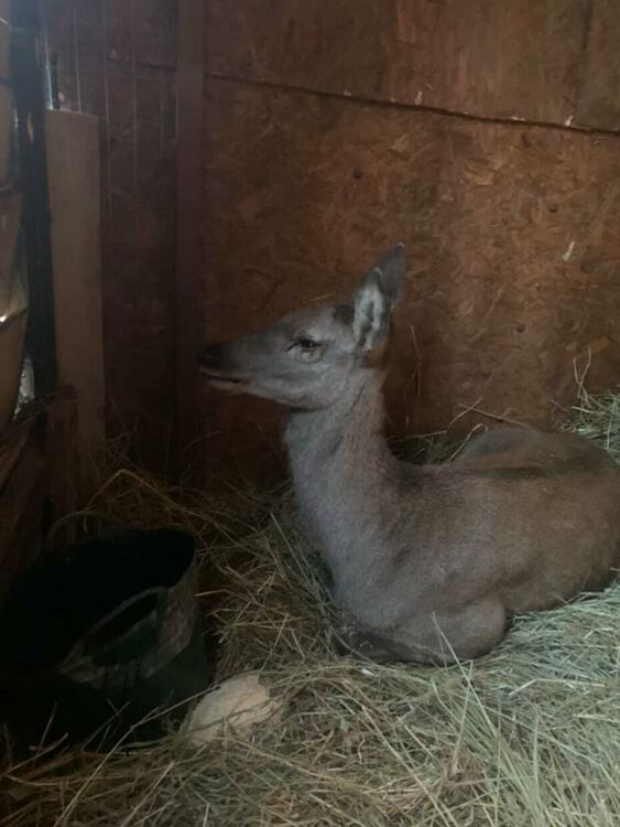 От мрежата! Спасиха малка кошута ударена от кола на пътя. Мила, намери спасението си в Хвойна
