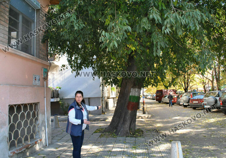 Хасковлийка се жалва за неокастрено дърво, общината изпраща резачи