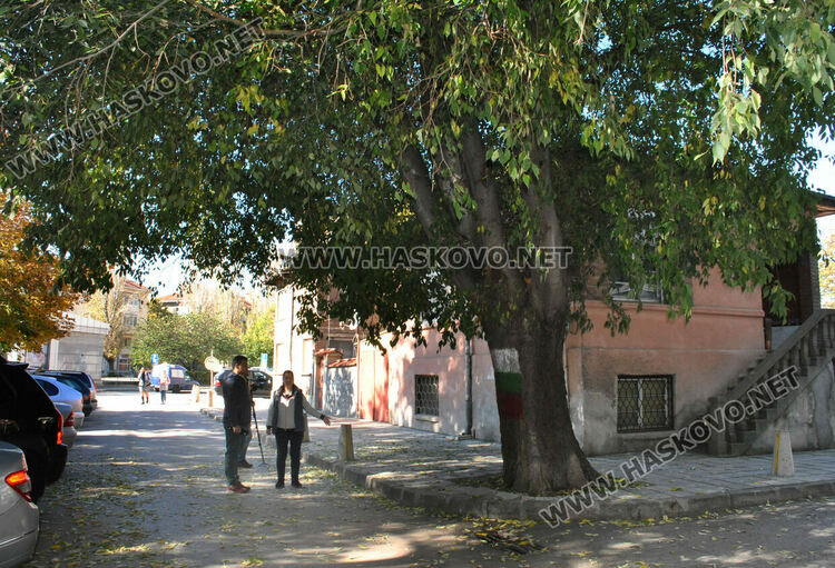 Хасковлийка се жалва за неокастрено дърво, общината изпраща резачи