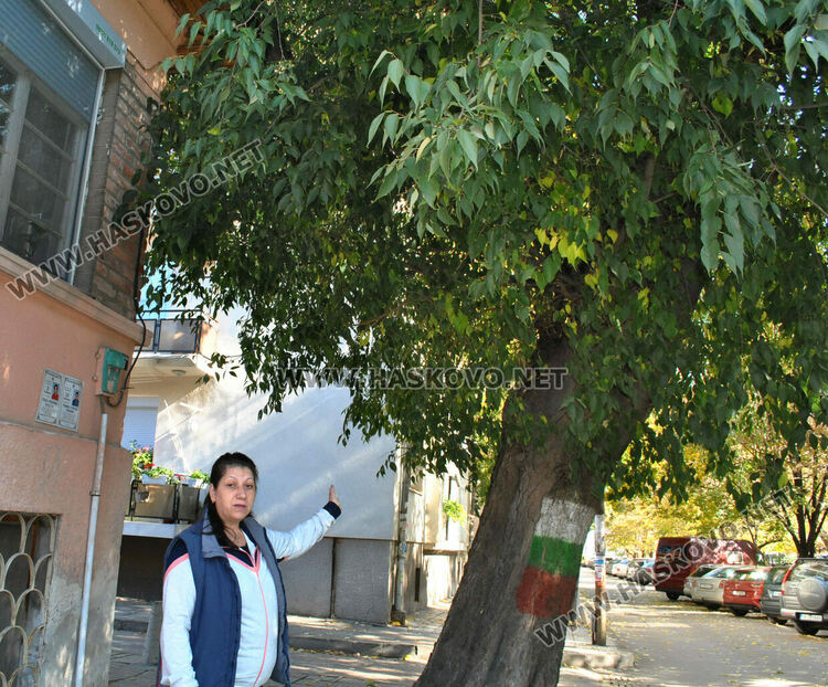 Хасковлийка се жалва за неокастрено дърво, общината изпраща резачи