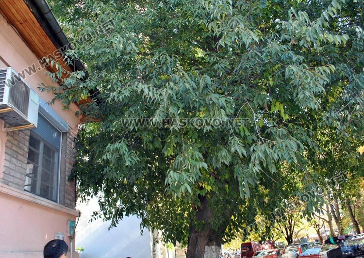 Хасковлийка се жалва за неокастрено дърво, общината изпраща резачи