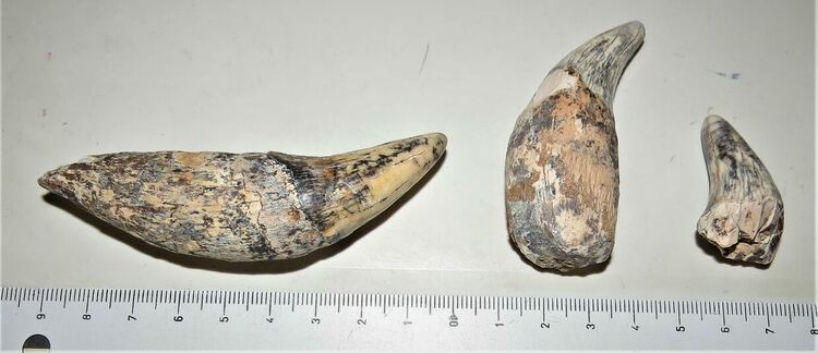 Огромна пещерна мечка е обитавала пещерата "Чая" край Чепеларе преди 23 хиляди години