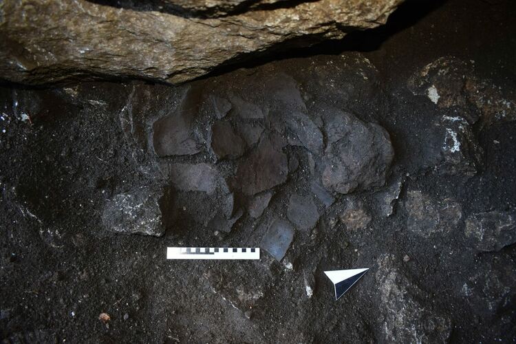 Огромна пещерна мечка е обитавала пещерата "Чая" край Чепеларе преди 23 хиляди години