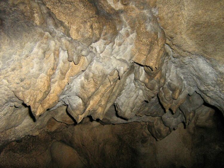 Огромна пещерна мечка е обитавала пещерата "Чая" край Чепеларе преди 23 хиляди години