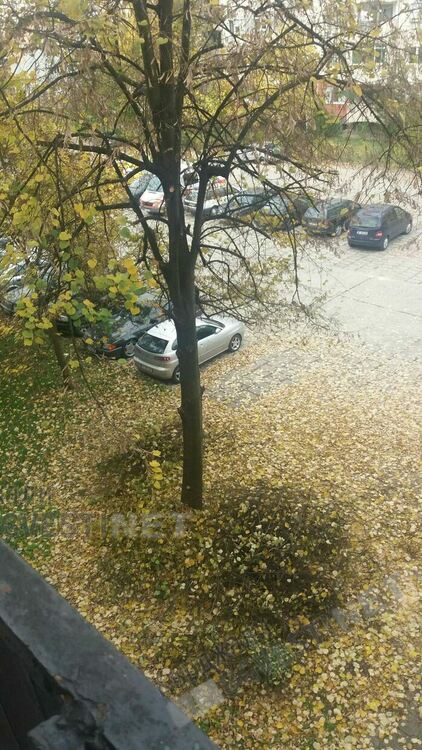 Кърджалийци с инициатива да кастрят дървета, други подозират общината